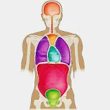 Human Anatomy - Quiz Game icon