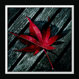 Leaf Live Wallpaper icon