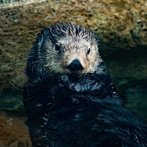 Sea Otter Sounds logo