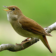 Nightingale Song