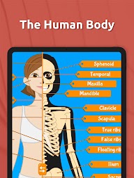 Human Anatomy - Body parts