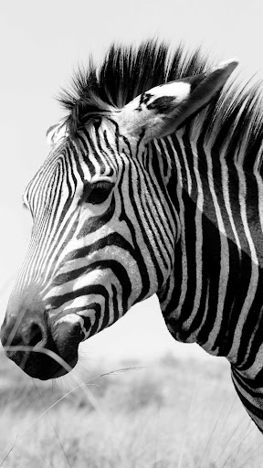 Zebra Wallpaper
