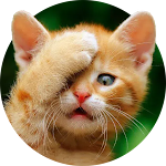 Cover Image of Unduh Funny Cat Stickers - WASticker  APK