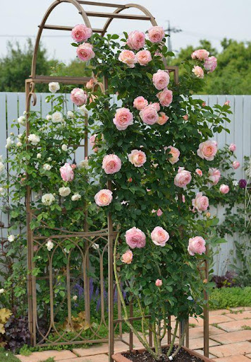 Rose Garden Screenshot 3 - AppWisp.com