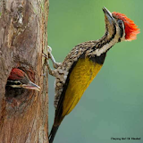 Chirping Bird Of Pileated icon