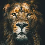 Cover Image of Télécharger Lion Wallpaper  APK