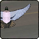Pigeon attack - bird bomber icon