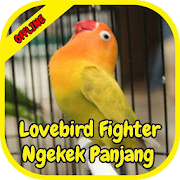 Lovebird Fighter Ngekek Panjang