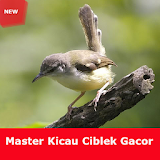 Master Kicau Ciblek Gacor Full icon