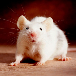 Icon image Домашние крысы. Уход и содержа