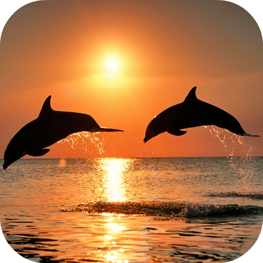 Video Wallpapers: Amazing Dolp 9.0 Icon
