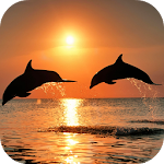 Cover Image of Download Video Wallpapers: Amazing Dolp  APK