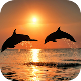 Video Wallpapers: Amazing Dolphins HD icon