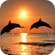Video Wallpapers: Amazing Dolphins HD Unduh di Windows