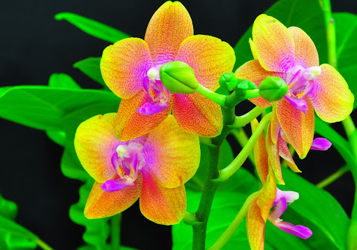 Orchid Wallpaper HD Screen 3