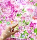 screenshot of Sakura flowers live wallpaper