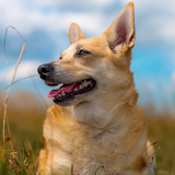 Dogs in Grass Jigsaw Puzzles icon