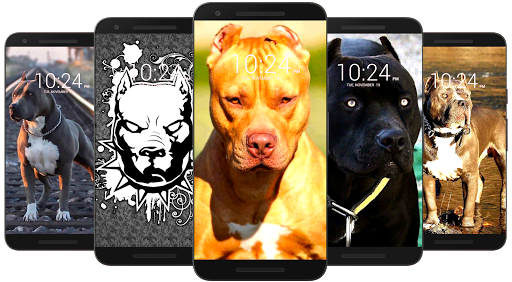 Download Pitbull Dog Wallpaper HD Free for Android - Pitbull Dog Wallpaper  HD APK Download 