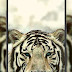 Update Cute Wild Animals Wallpaper App Images