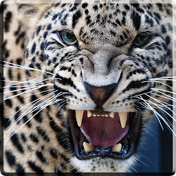 Icon image Leopard Video Live Wallpaper