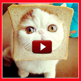 Funny Cat Videos HD icon
