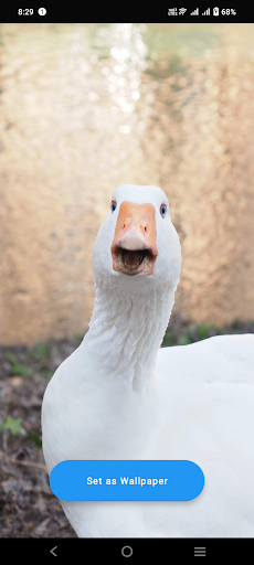 Android application Goose Wallpaper screenshort