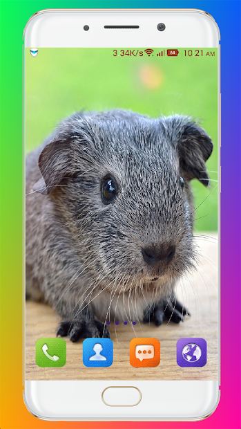 Imágen 17 Guinea Pig Wallpaper android