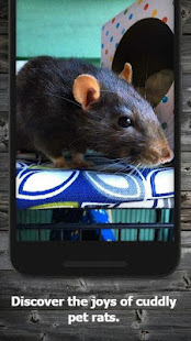 How to Take Care of a Pet Rat (Guide) 1.5 APK + Mod (Free purchase) for Android