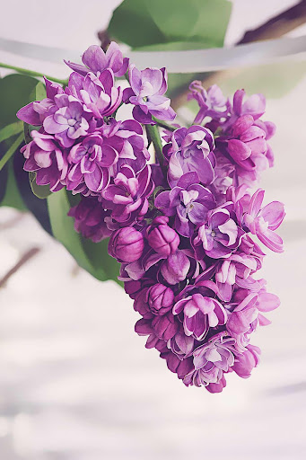 Lilac Flowers Live Wallpaper