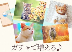 猫の可愛い壁紙のおすすめ画像4