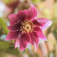Flower Jigsaw Puzzles - Screenshot 2