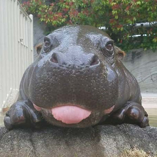 Hippopotamus Sound Screen 3