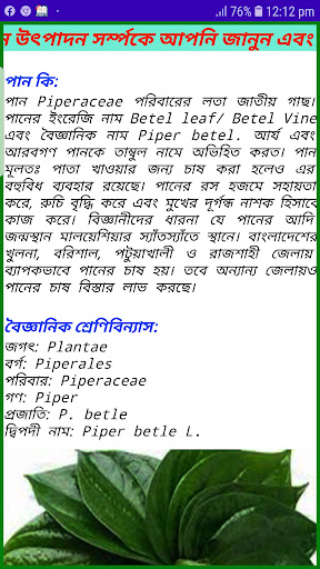 নিরাপদ পান উৎপাদনBetel Leaf