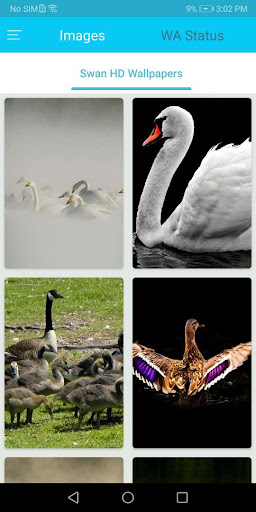 Android application Swan HD Wallpaper screenshort