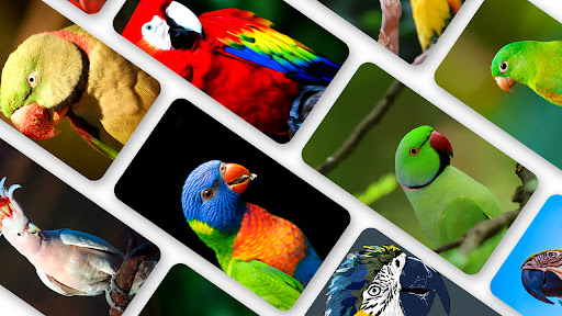 Android application Parrot Wallpaper 2024 screenshort