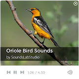 Oriole Bird Sounds icon