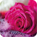 Rose Wallpapers, Floral, 3D Flowers Wallpapers