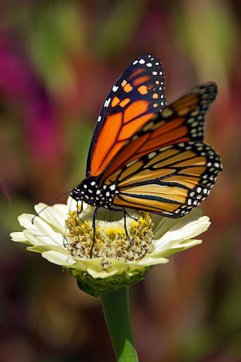 Monarch Butterfly Wallpapers Screen 2