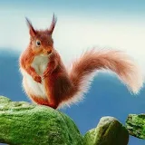 Squirrel Wallpapers HD icon