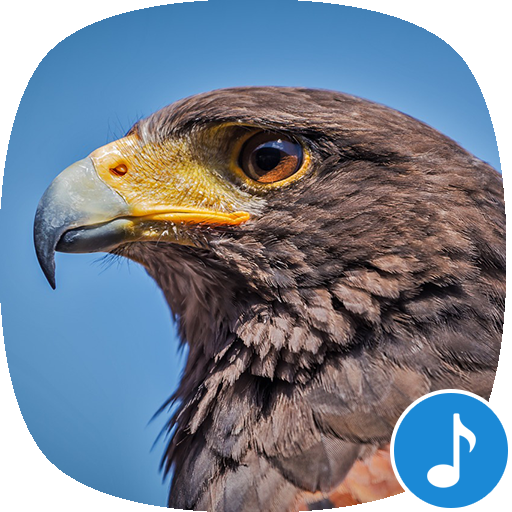 Appp.io - Hawk Sounds Download on Windows