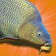 Carp Fishing Simulator (DEMO Version) icon
