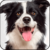 Find a Dog - Hidden Object icon
