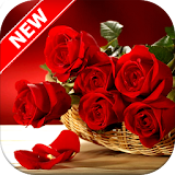 Red Rose Wallpapers icon