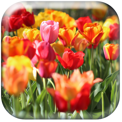 Garden Wallpaper HD logo