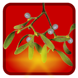 Mistletoe Live icon