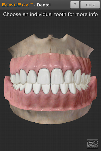 BoneBoxu2122 - Dental Lite 1.1 Screenshots 1