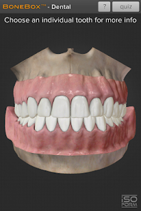 BoneBox™ - Dental Lite