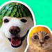 Download Animal Stickers for WhatsApp APK File for Android