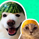 Animal Stickers for WhatsApp - Androidアプリ
