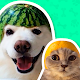 Best Animal Stickers for WhatsApp WAStickerApps विंडोज़ पर डाउनलोड करें
